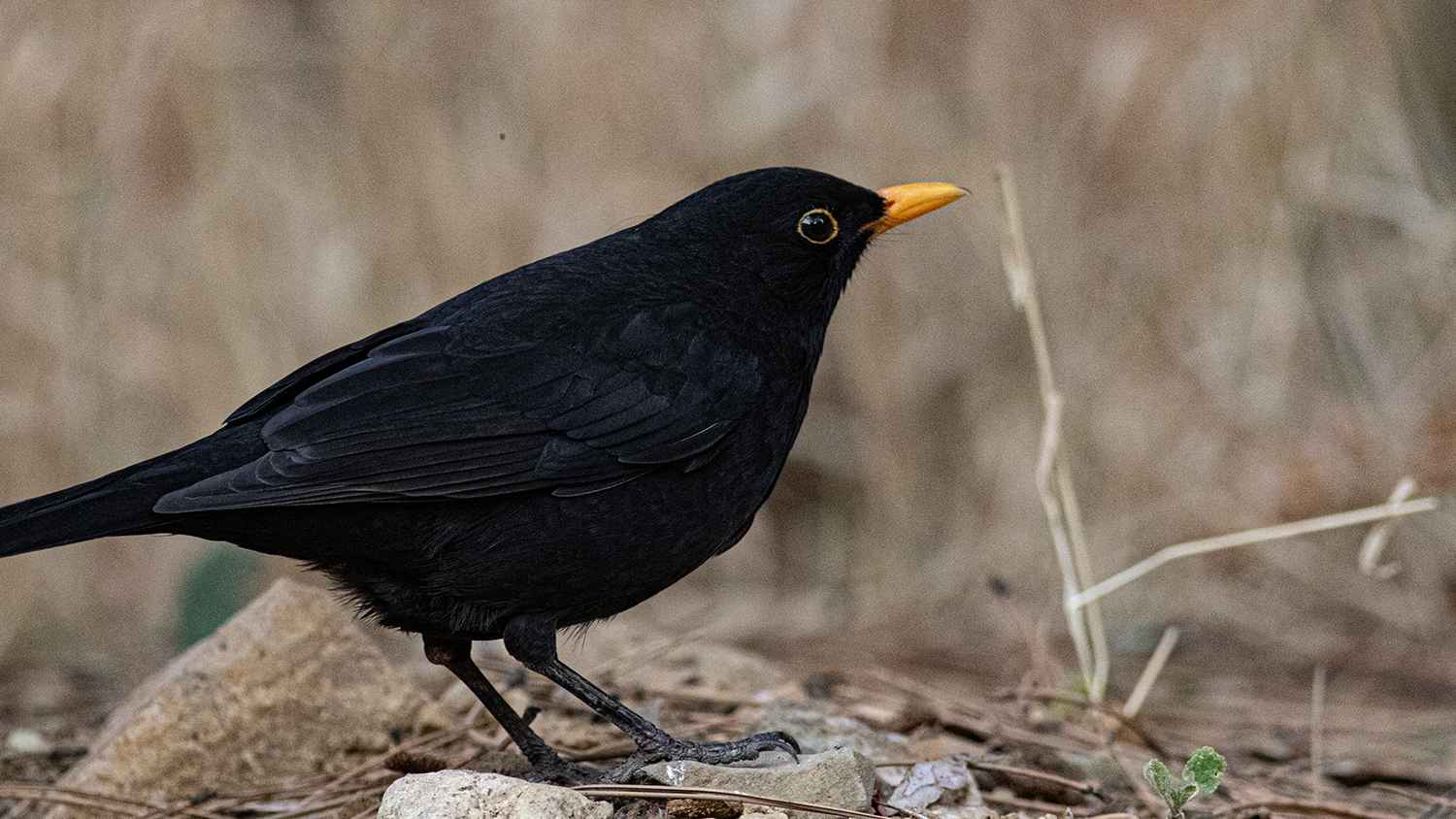 Eurasian Blackbird